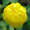 Trollius cultorum 'Orange Globe'