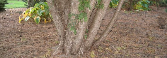 Microbiota - Podocarpus - Taxus
