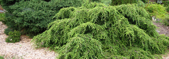 Pseudotsuga - Taxodium