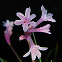 Tulbaghia comissii