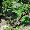 Ulmus carpinifolius 'Jacqueline Hillier'