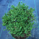 Ulmus parvifolia �Hokkaido�