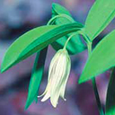 Uvularia sessilifolia Qty 24