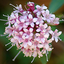 Valeriana arizonica