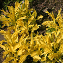 Valeriana phu 'Aurea'