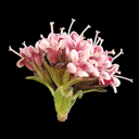 Valeriana supina