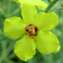 Verbascum hybrid 'Letitia'