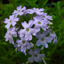 Verbena canadensis 'Lilac Time'