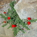 Verbena peruviana