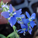 Veronica cinerea original Archibald