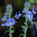Veronica gentianoides var. glacialis