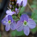 Veronica hyb. 'Waterperry'