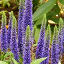 Veronica kelleri