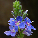 Veronica oltensis