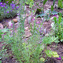 Veronica pinnata 'Blue Feather'