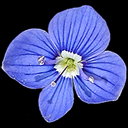 Veronica ponae