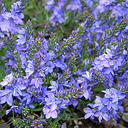 Veronica prostrata �Ice Blue�
