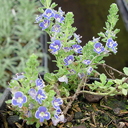 Veronica surculosa Ratko 94-0469