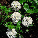 Viburnum x �Anne Russell�