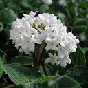 Viburnum carlesii 'Compactum'