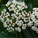 Viburnum davidii Longleaf