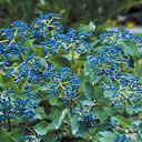 Viburnum dentatum 'Blue Muffin'