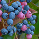 Viburnum nudum 'Winterthur'