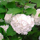 Viburnum opulus 'Roseum'