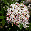 Viburnum x �Conoy�
