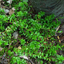 vaccinium macrocarpon 'Hamilton'