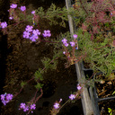 Verbena tenuisecta