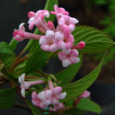 Viburnum bodnantense �Pink Dawn�