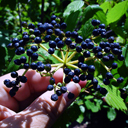 Viburnum dentatum 'Perle Blue'