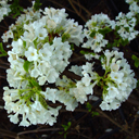 Viburnum farreri (fragrans) �Candidissimum�