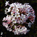 Viburnum farreri �Nanum�