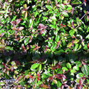 Viburnum foetidum f. rectangulatum