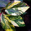 Viburnum japonicum variegatum