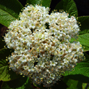 Viburnum lantana �Mohican�