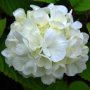 Viburnum plicatum 'Popcorn'