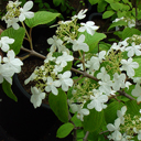 Viburnum plicatum �Shasta�