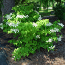Viburnum plicatum �Shoshone�
