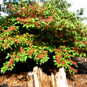 Viburnum plicatum �Shoshone�
