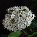 Viburnum tinus