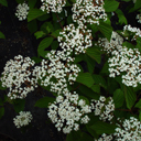 Viburnum x �Huron�
