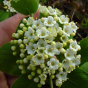 Viburnum x lantanaphyllum 'Emerald Triumph'