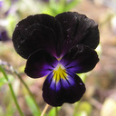 Viola cornuta 'Bowles Black'