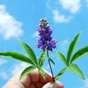 Vitex agnus castus