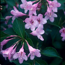 Weigela florida 'Pink Princess'