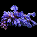 Wulfenia baldacii