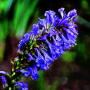 Wulfenia carinthiaca